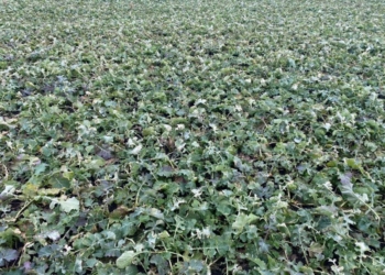 Rzepak wymaga regeneracji