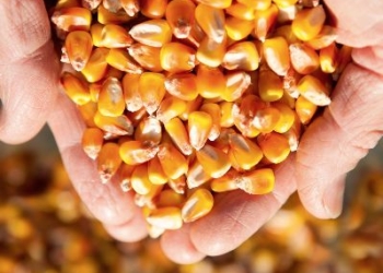 Cechy odmian a opłacalność uprawy kukurydzy