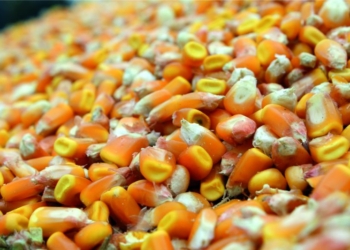 Kukurydza – obniżanie kosztów produkcji