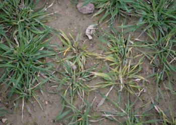 Zagrożenie ze strony chorób wirusowych na plantacji jęczmienia ozimego