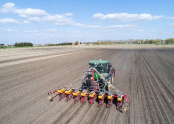 Siew kukurydzy kiszonkowej po mieszankach traw