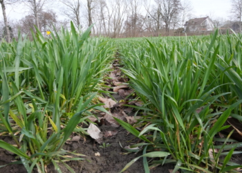 Prognoza synoptyczna od 2 do 7  kwietnia. Komunikat IMGW.