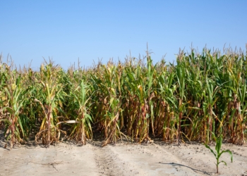 HR Smolice wybiera zaprawę Rhizo Seeds