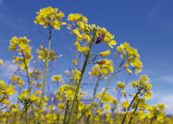 Rzepak i pszczoły