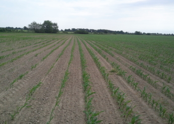 Doglebowo czy nalistnie? Zwalczanie chwastów w kukurydzy