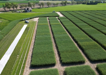 Odmiany rzepaku najnowszej generacji oraz kolekcja odmian historycznych