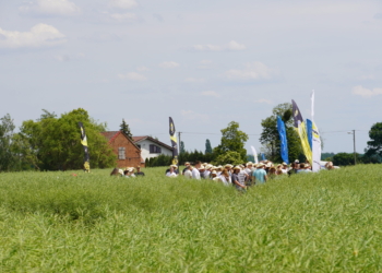 Platforma doświadczalna, stan plantacji rzepaku