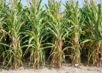 Zaprawa biologiczna sposobem na większy plon