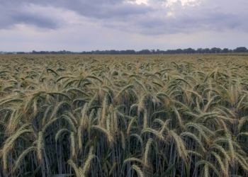 Pszenżyto – mieszaniec na słabe stanowiska