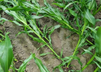 Stonka kukurydziana – komunikat IOR – PIB