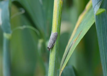 Uwaga na zwójki w uprawach zbóż jarych – komunikat IOR