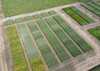 Galeria odmian zbóż z oferty Saaten-Union