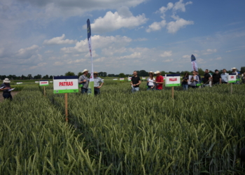 Dzień Pola Saaten-Union, Rapool i DSV