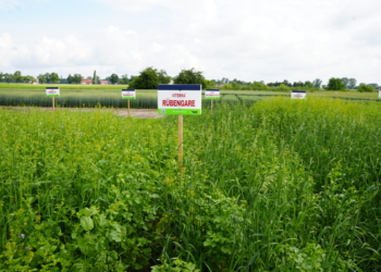 Międzyplony i mieszanki poplonowe