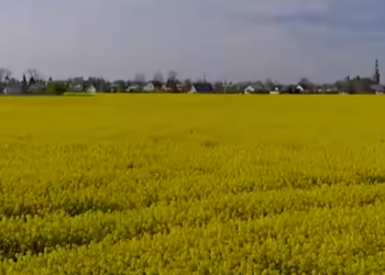 Rzepak. Nie tylko plenność i zimotrwałość…