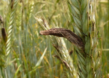 Sporysz – występowanie, objawy, ograniczanie i zwalczanie