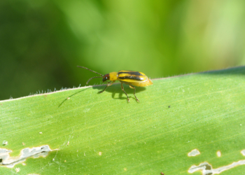 Stonka kukurydziana jest już na Warmii i Mazurach!