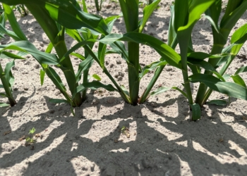 Dlaczego kukurydza się krzewi?