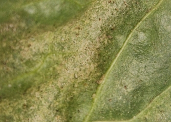 Przędziorki na plantacjach buraka cukrowego