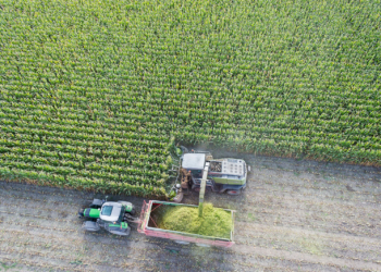 Jak wyznaczyć termin zbioru kukurydzy?