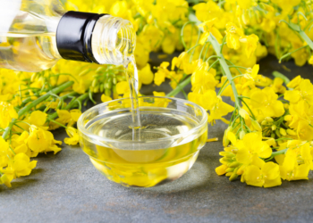 Informacje ze światowego rynku rzepaku – wrzesień 2024