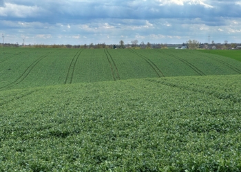 Przezimowanie rzepaku zależy od regulacji