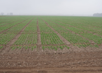 Ocena stanu zbóż ozimych – listopad 2024