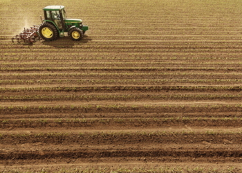 Siew kukurydzy a potencjał stanowiska