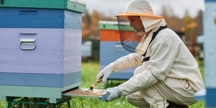 Side view of serious mature female beekeeper in protective bee suit cleaning wooden colorful beehive scraping dirt off bottom board at apiary farm