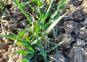 Zabieg czyszczący T0