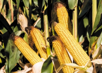 Zmiany klimatu a uprawa kukurydzy