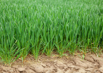 Ważne wskazówki przed zabiegiem regulacji zbóż ozimych