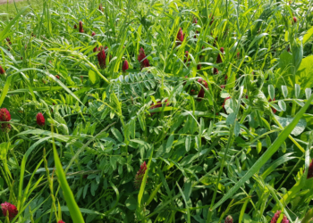 Plon zaczyna się od międzyplonu – sprawdź, jak wybrać najlepszą mieszankę