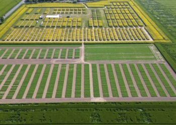 Hodowla z wizją i odpowiedzialnością – kolekcja odmian na Akademii Rzepaku