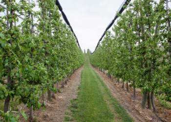 Wiosna to dla sadowników kluczowy okres