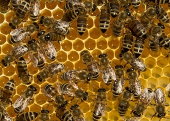 Światowy Dzień Pszczoły – małe owady, wielka sprawa
