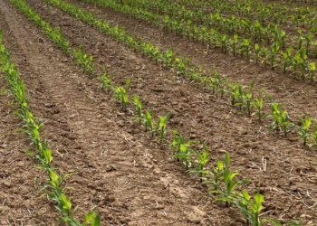 Kukurydza po przymrozkach