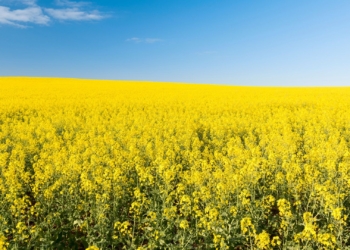Przedwschodowe zwalczanie chwastów w rzepaku – najważniejsze kwestie