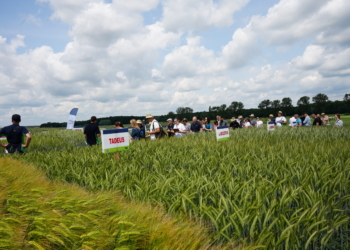 Dzień Pola w Spytkówkach – przegląd nowych i popularnych odmian roślin