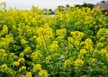 Wybór międzyplonu – na co zwrócić uwagę?