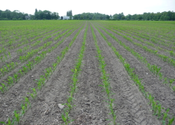 Kukurydza – aktualna sytuacja na polach