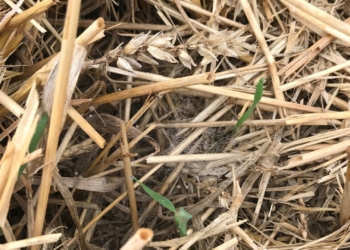 Poprawa kondycji gleb i zabezpieczenie zasiewów