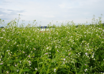 Technika wysiewu międzyplonów krok po kroku – 7 kluczowych zasad