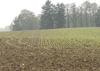 Nawozowe zaprawy donasienne w uprawie zbóż
