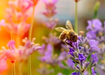 Wielki Dzień Pszczół. Dlaczego pszczoły są tak ważne?