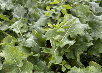 Rośliny towarzyszące w uprawie rzepaku – korzyści i praktyczne rozwiązania