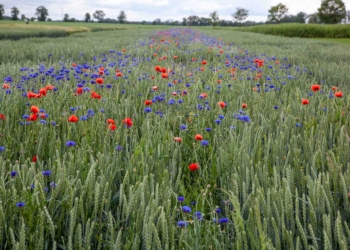 Co zamiast flufenacetu?