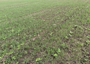 Trudności w ochronie rzepaku, kukurydzy i buraków przed chwastami