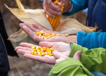 Szybki zrzut wody w końcowej fazie dojrzewania