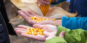 Szybki zrzut wody w końcowej fazie dojrzewania